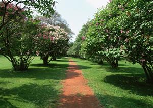 【完全ガイド】自毛植毛の対策と選び方｜安全・自然な仕上がりを実現するポイント